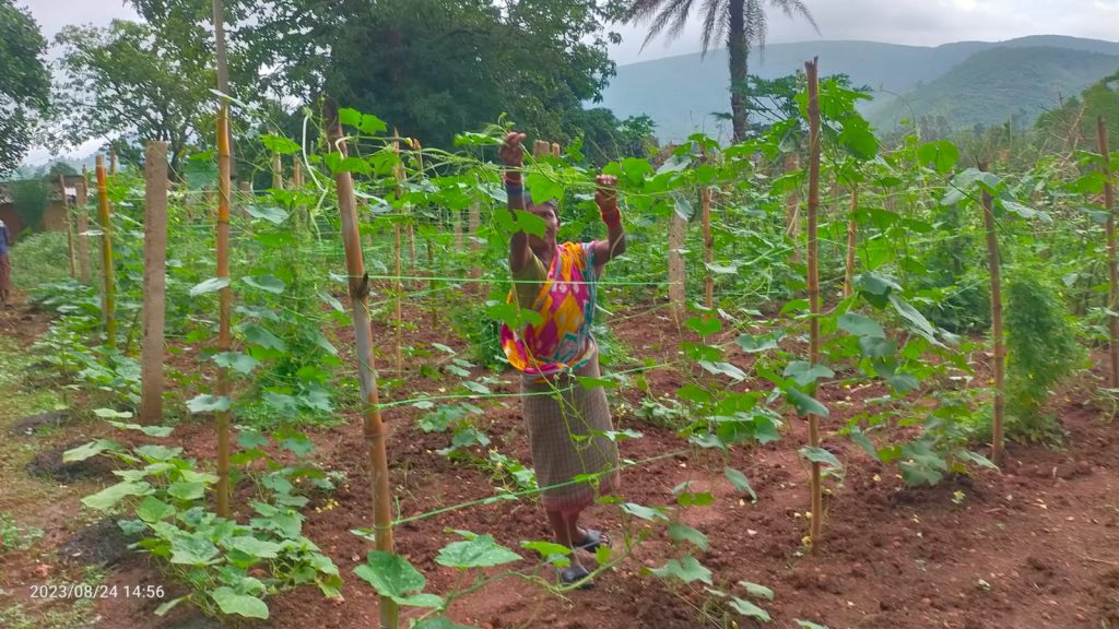 Resilience through Inclusive Climate adaptation and Empowerment (RICE)