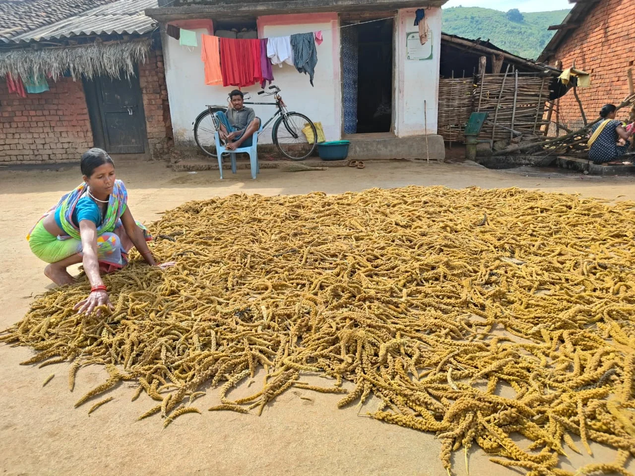 Harvesting Resilience: The Farmer Reviving Ancient Crops in Kodiguda, Rayagada