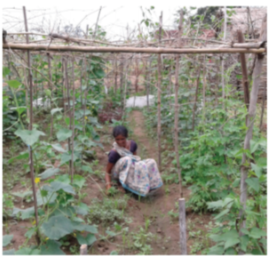 Practice-Insight-Agri-nutrition-Living-Farms-1